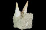 Fossil Gastropod (Haustator) Cluster - Damery, France #86569-1